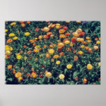 yellow Pot Marigold (Calendula Officinalis) flower Print