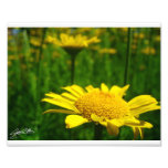 Yellow Prairie Photo Art