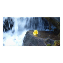 Yellow Primrose at Waterfall Photo Greeting Card
