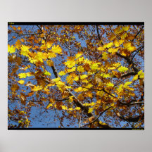 Yellow Print