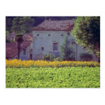 yellow Provencal mas near Carpentras in field of s Postcards