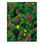 Yellow & Purple Monkey Flower Postcard
