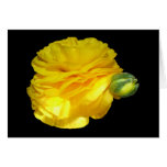 Yellow Ranunculus Greeting Card