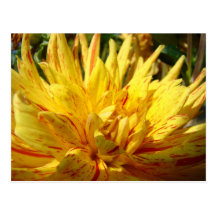 Yellow Red Dahlia Flower post card Floral Garden