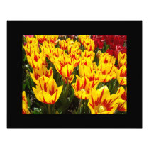 Yellow Red Tulip Flowers Garden Fine Art Prints Photo