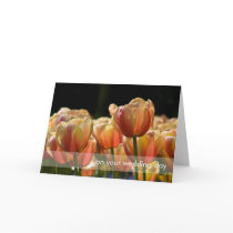 Yellow & Red Variegated Tulips DSC0799