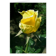 Yellow Rose 2 Greeting Card