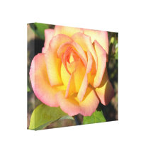 Yellow Rose Bloom Canvas Stretched Canvas Prints