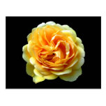 Yellow Rose Bloom Postcard