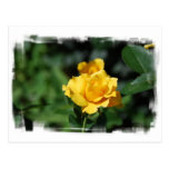 Yellow Rose Bud  Postcard