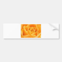 Yellow Rose Bumper Stickers