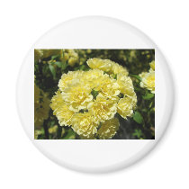 Yellow Rose Bush Magnets