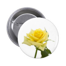 Yellow rose buttons
