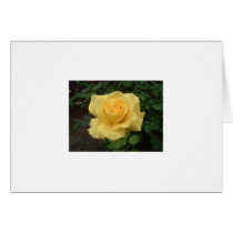 Yellow Rose Greeting Cards