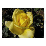 Yellow rose cards