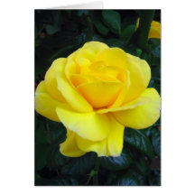 Yellow rose - Card