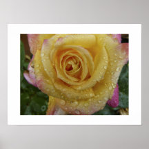 Yellow Rose Droplets-Print