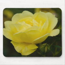 Yellow Rose DSC1876 Mouse Pad