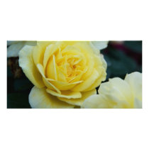 Yellow Rose DSC3677