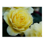 Yellow Rose DSC3677 Post Cards