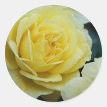 Yellow Rose DSC3677 Round Stickers