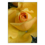 Yellow Rose Greeting Card cards