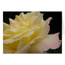 Yellow Rose Greeting Card