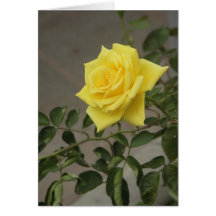 Yellow Rose Greeting Cards