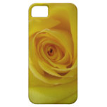 Yellow Rose iPhone 5/iPhone 5S Case-Mate Case iPhone 5 Covers