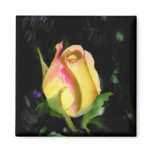 Yellow rose - magnet