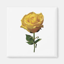 Yellow Rose Magnet