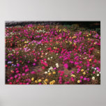 yellow Rose Moss (Portulaca Grandiflora) flowers Posters
