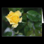 Yellow Rose Note Card cards