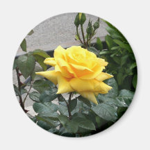 Yellow Rose of Texas Fridge Magnet