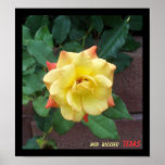 Yellow Rose of Texas Print