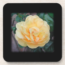Yellow Rose, on black background. Beverage Coaster