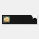 Yellow Rose, on black background. Bumper Stickers