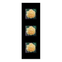 Yellow Rose, on black background. Business Card Templates