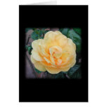 Yellow Rose, on black background. Cards