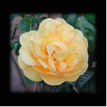 Yellow Rose, on black background. Photo Cutouts