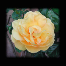 Yellow Rose, on black background. Photo Cutouts