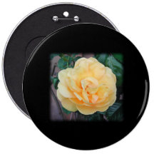 Yellow Rose, on black background. Pinback Buttons