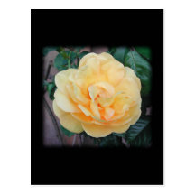 Yellow Rose, on black background. Post Cards