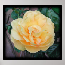 Yellow Rose, on black background. Poster