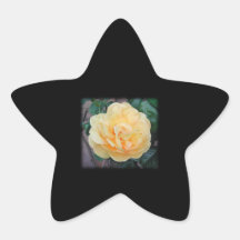 Yellow Rose, on black background. Stickers