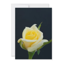 Yellow rose on the black background invite