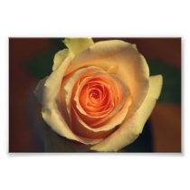 Yellow Rose Photo