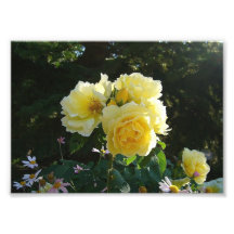 Yellow Rose Photograph