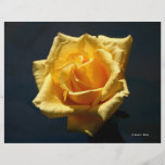 Yellow Rose photograph against dark background Full Color Flyer