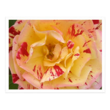 Yellow Rose Pink Percussion Flower Photo Postcards